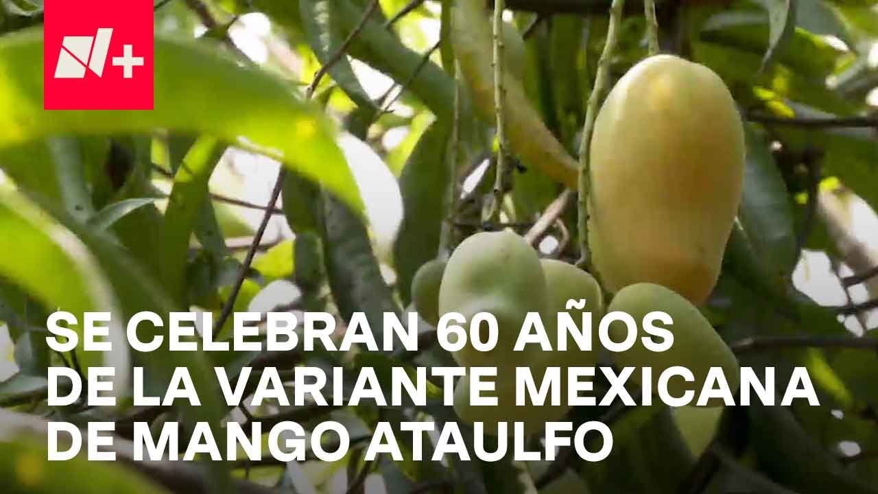 Mango Ataulfo 60 años de su descubrimiento - En Punto