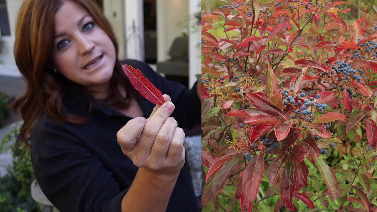Fall Planting Tips | Give Your Spring Garden a Head Start with Proven Winners® Shrubs