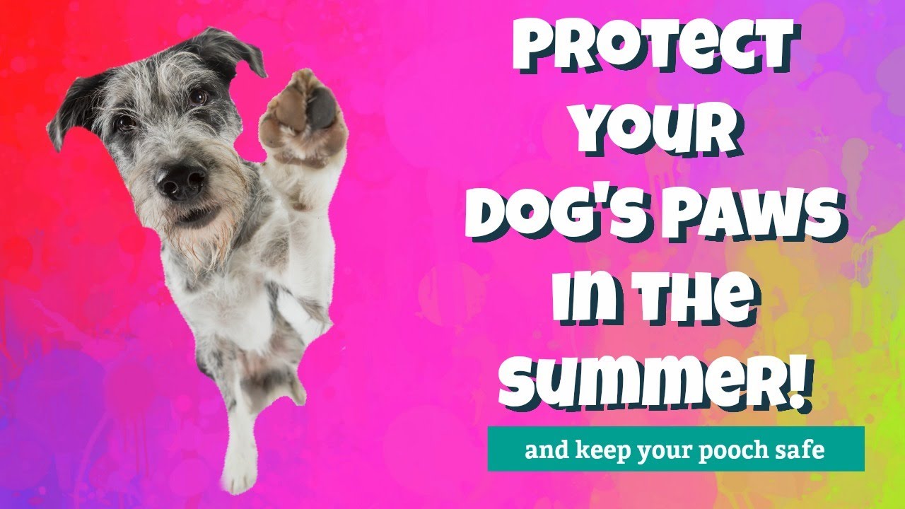 Beat the heat! Protect Your Dog's Paws in the Summer