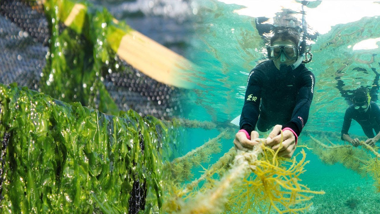 Watch Seaweed Farming At Another Level