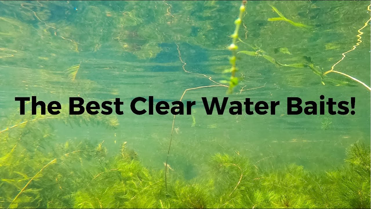 Лучшие наживки для ловли рыбы в чистой воде!