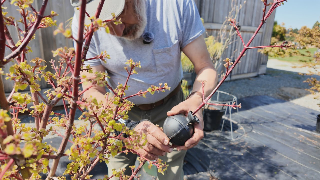 How To Air Layer Maple Trees