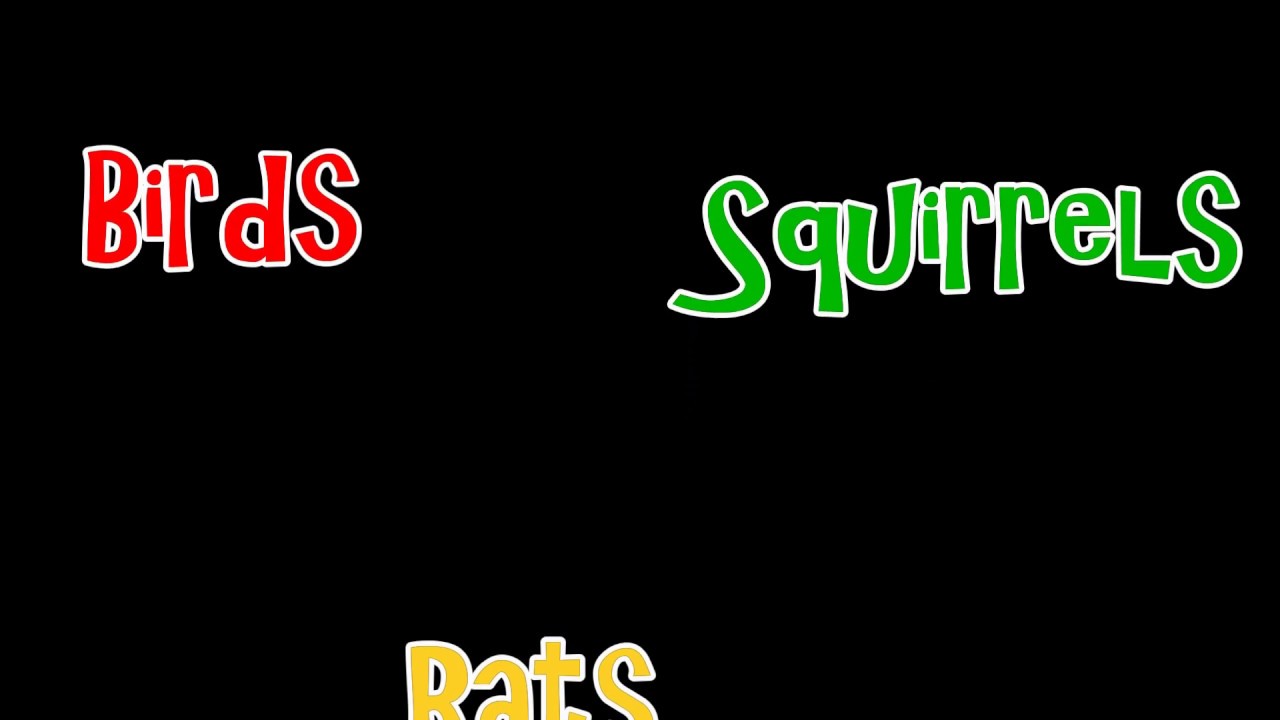 How to Protect Bird Feeders from Rats Rodents Squirrels