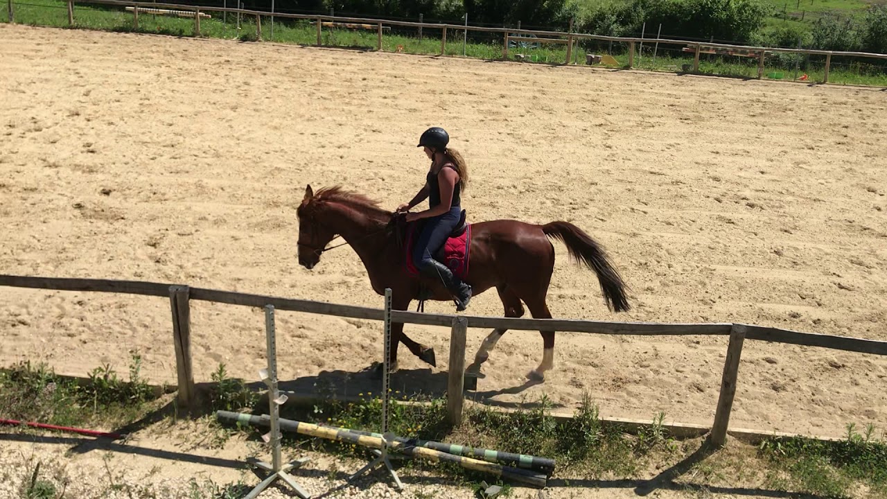 Entraînement reprise de dressage Bpjeps