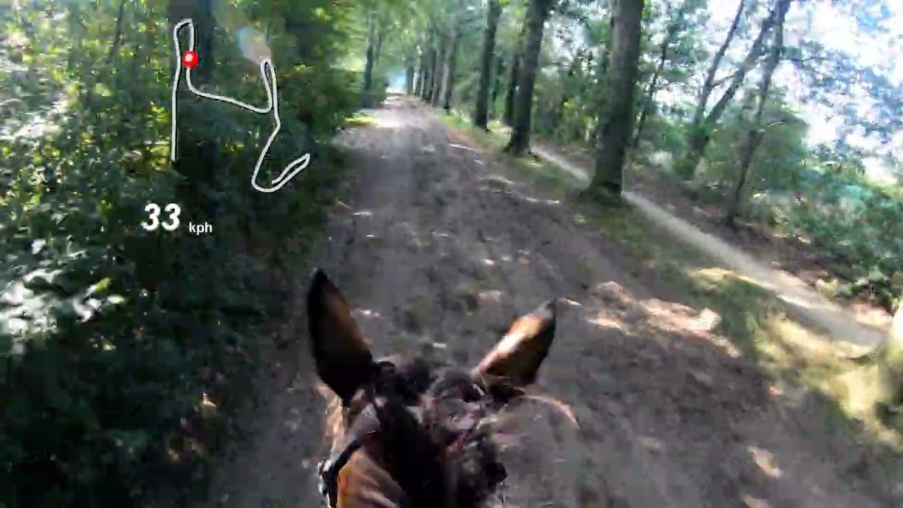 SGW Gelselaar 10 september 2023 Klasse B Paarden