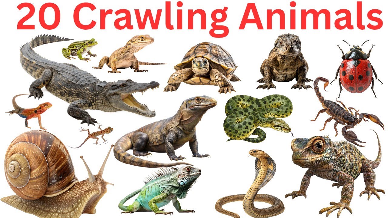 20 Crawling Animals for Kids | 20 Animals Names In Hindi & English | Toddler Learning Video |