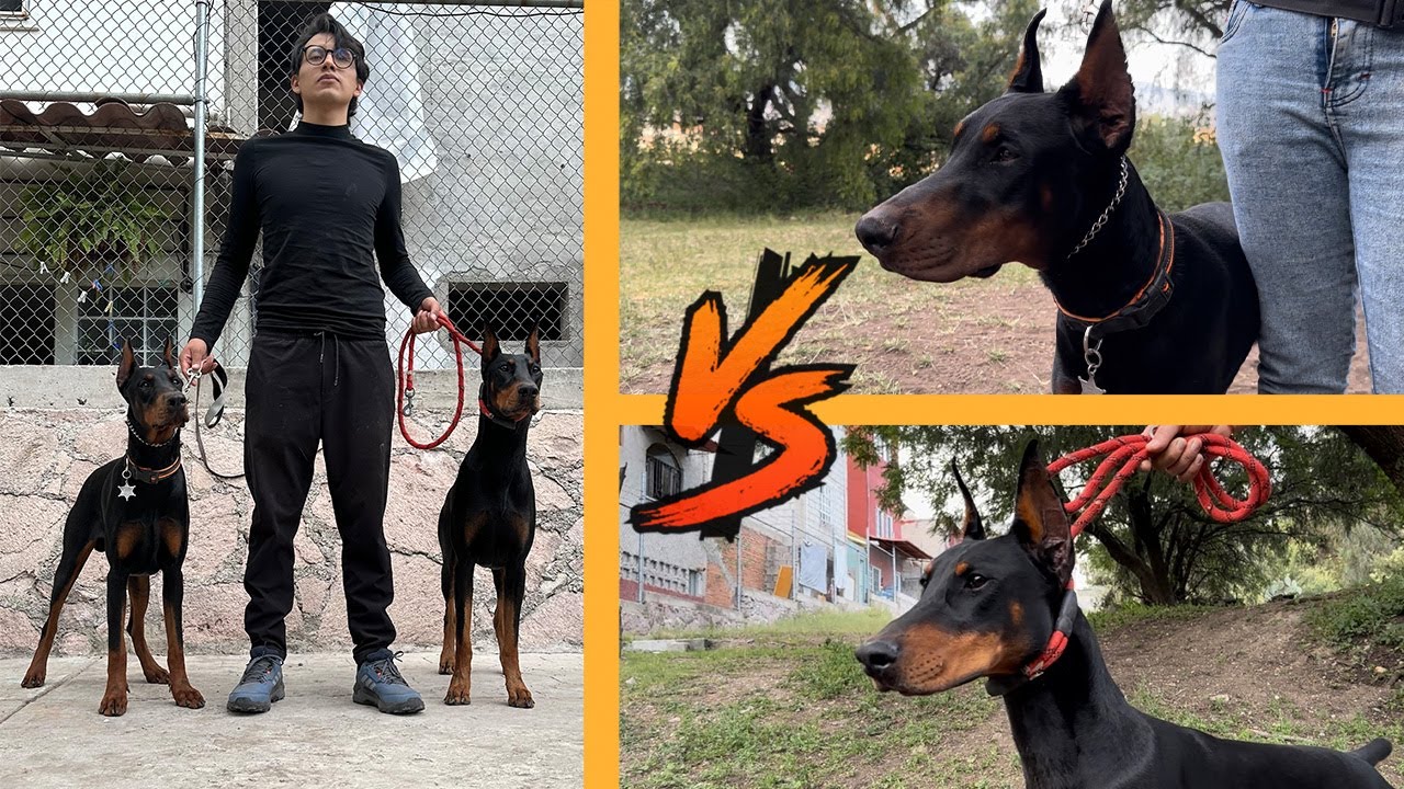DOBERMAN EUROPEO vs DOBERMAN AMERICANO (comparativa cachorros)