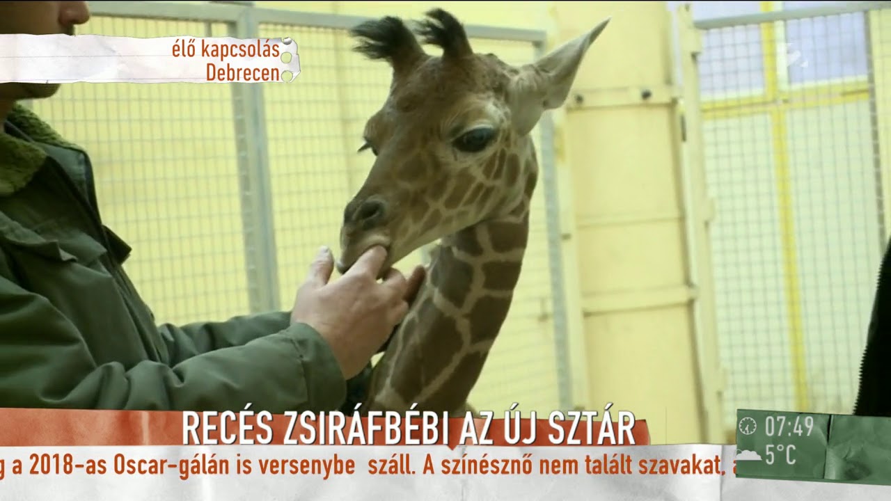 Aranyos: Ezért különleges a Debreceni Állatkert zsiráfbébije - tv2.hu/mokka
