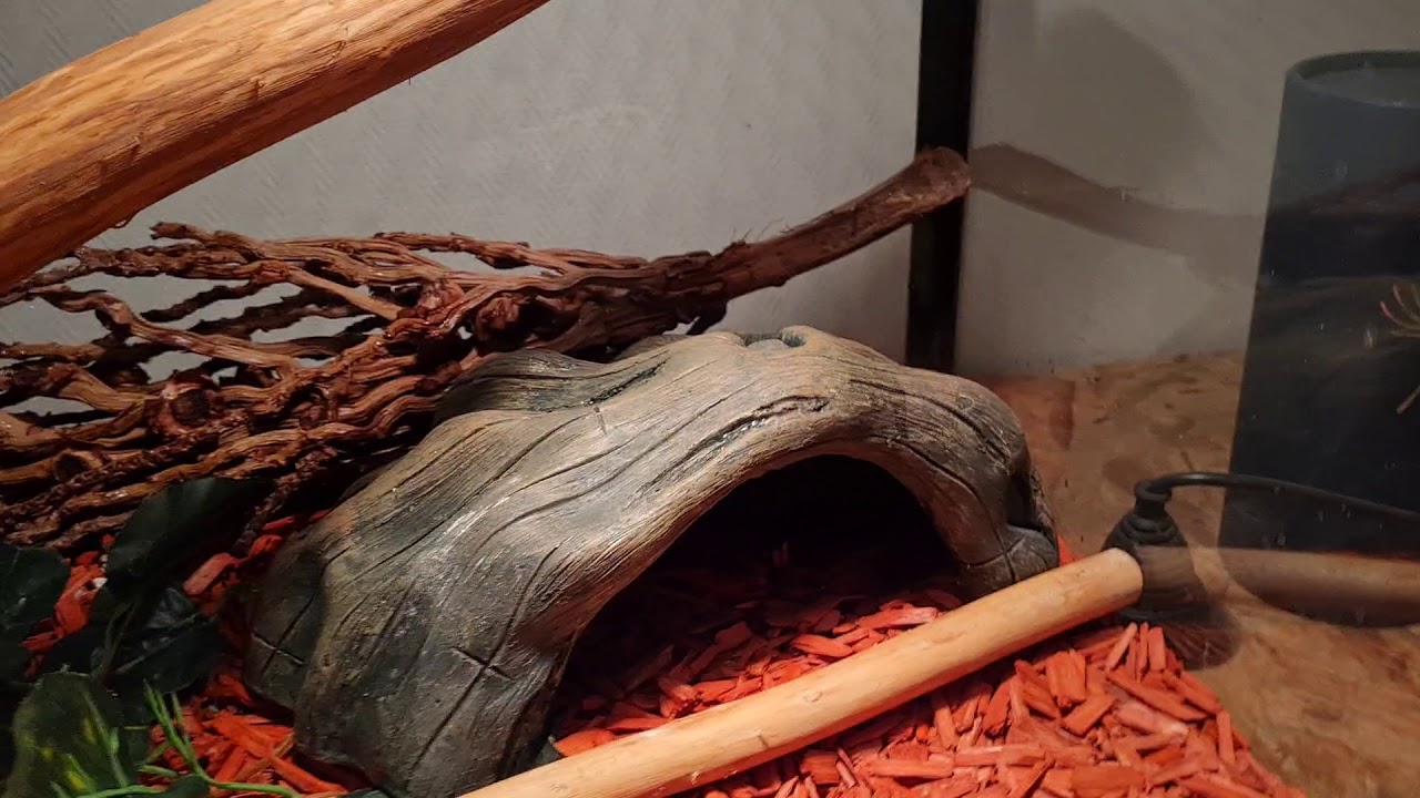 Suivi d'Élevage de ma Python Royale (Python Regius) Cléopatre