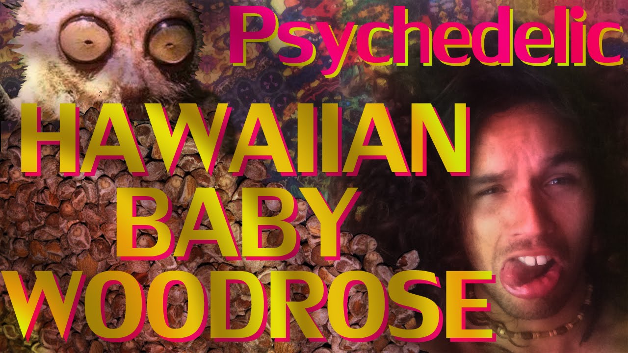 Hawaiian Baby Woodrose Seeds (HBWR) Legal High Psychedelic (trip report) Experience