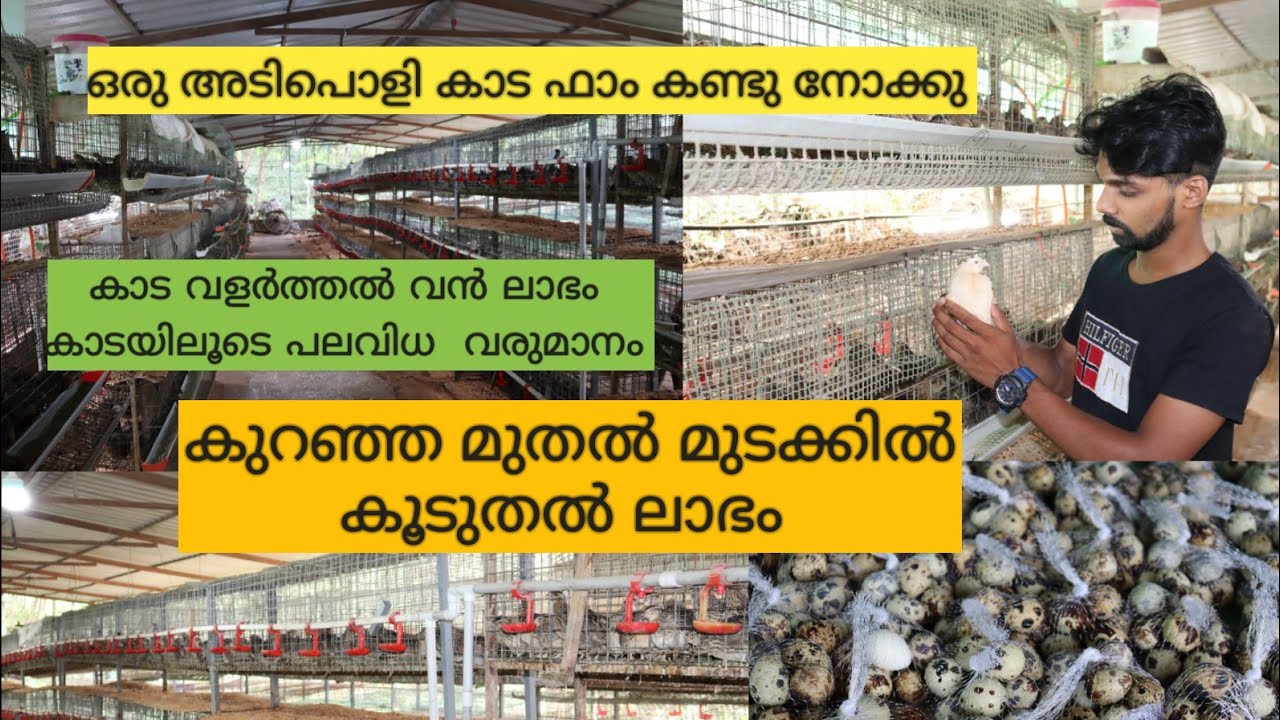 Quail Farming|നന്ദുവിന്റെ മാതൃക കാട ഫാം|Kaada farm അറിയേണ്ടതെല്ലാം|Poultry Farming |QuailFarm Kerala