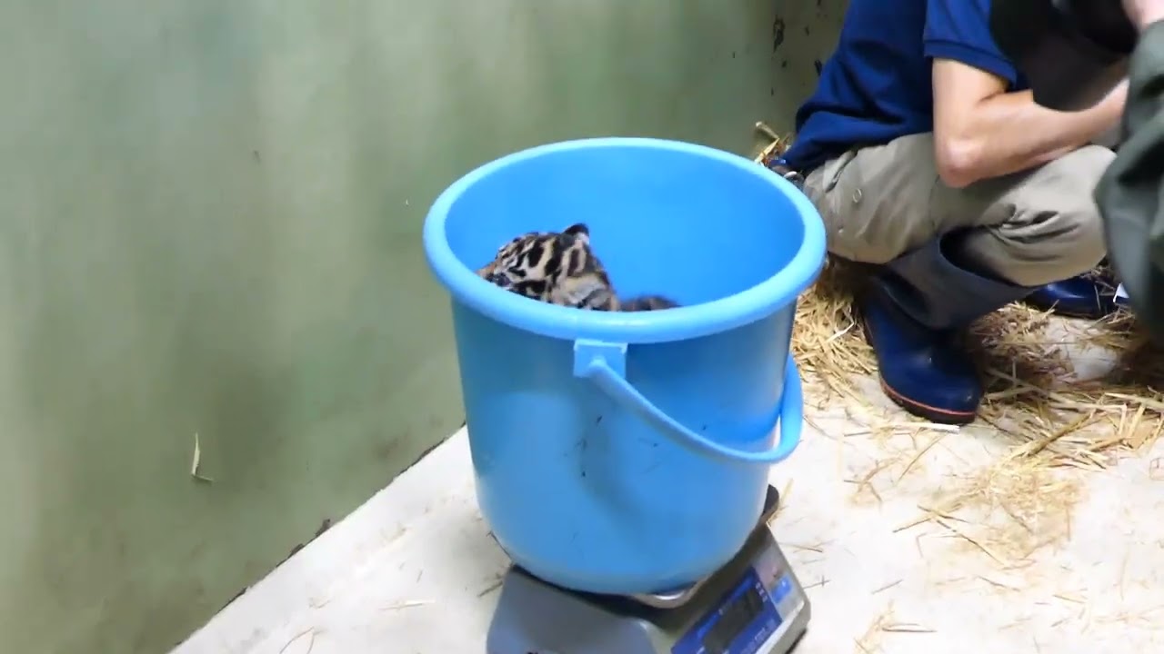 スマトラトラの体重測定：上野動物園