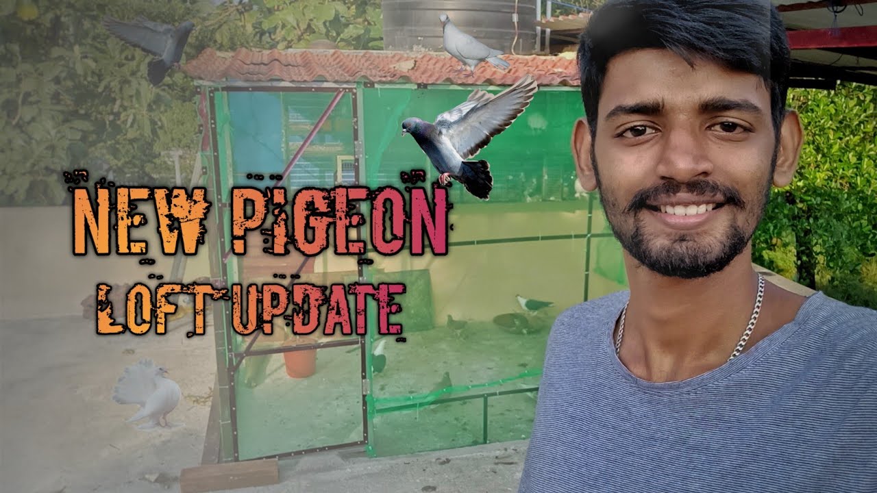 New pigeon loft update 😎 || low budget pigeon cage making at home