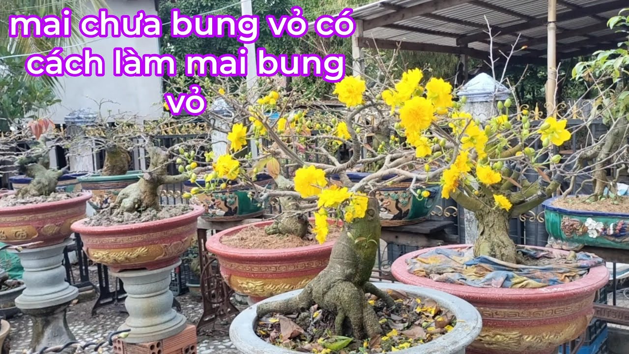 Ae chê chăm mai thấy gớm.xem cây mai thấy gớm nó nở như thế nào 