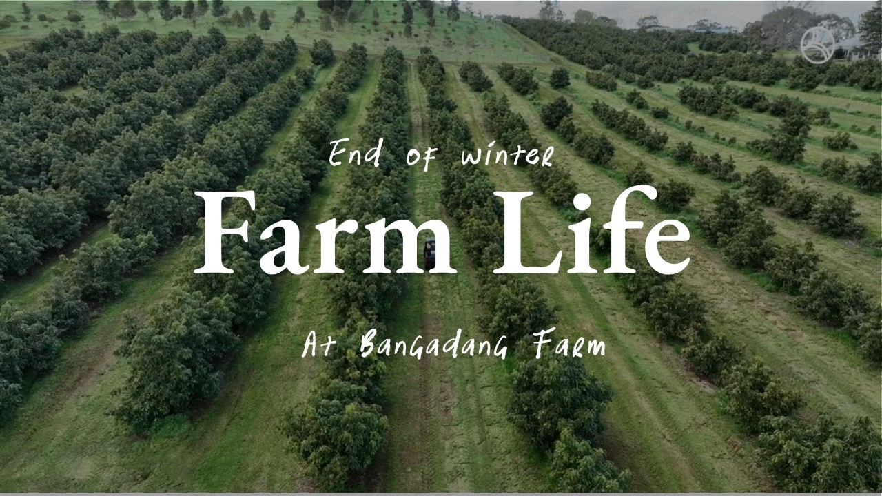 Who let the chickens out?! End of winter on the farm | Farm Update