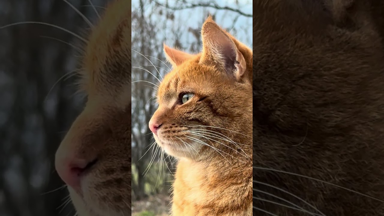 Amazing mommet with a beatifull Cat. #cat #funny #nature #explore #viral  