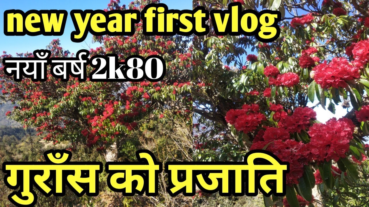 लालिगुरासको राजधानी यस्तो फुलेको छ फुल || Laligurash In Tinjure New Years 2k80 || Karki Binod