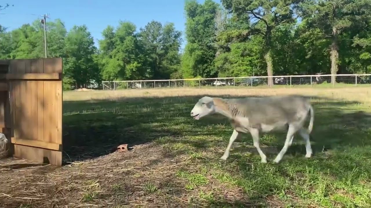 Watch What Happens When A Newborn Lamb Calls For His Mother!