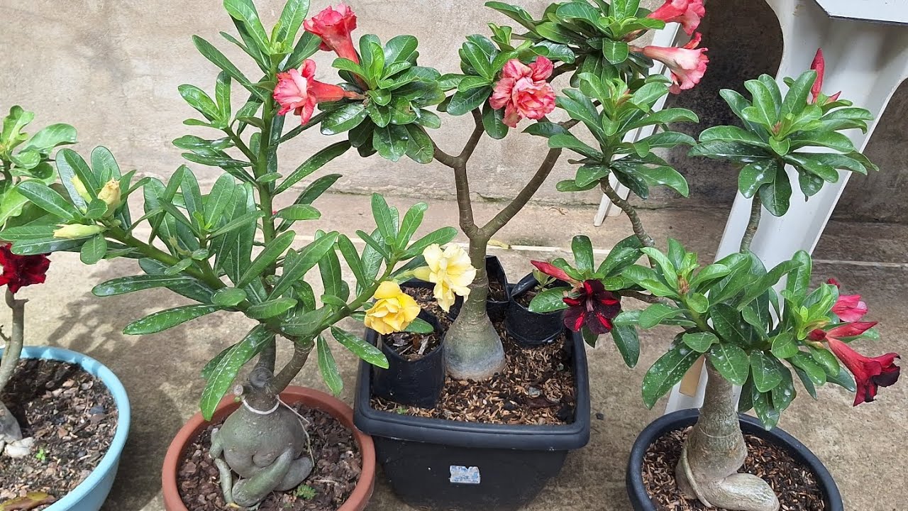 MOSTRANDO MEU SUBSTRATO E REMOVENDO  FUNGO DA ROSA DO DESERTO.  VENHA VER❤️❤️❤️