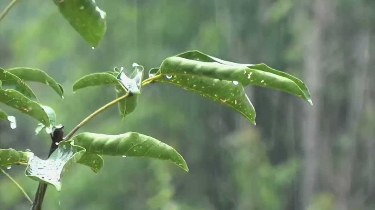 Barulho de Chuva para Aliviar o Estresse e Ansiedade |  Sons Relaxantes para Dormir e Estudar