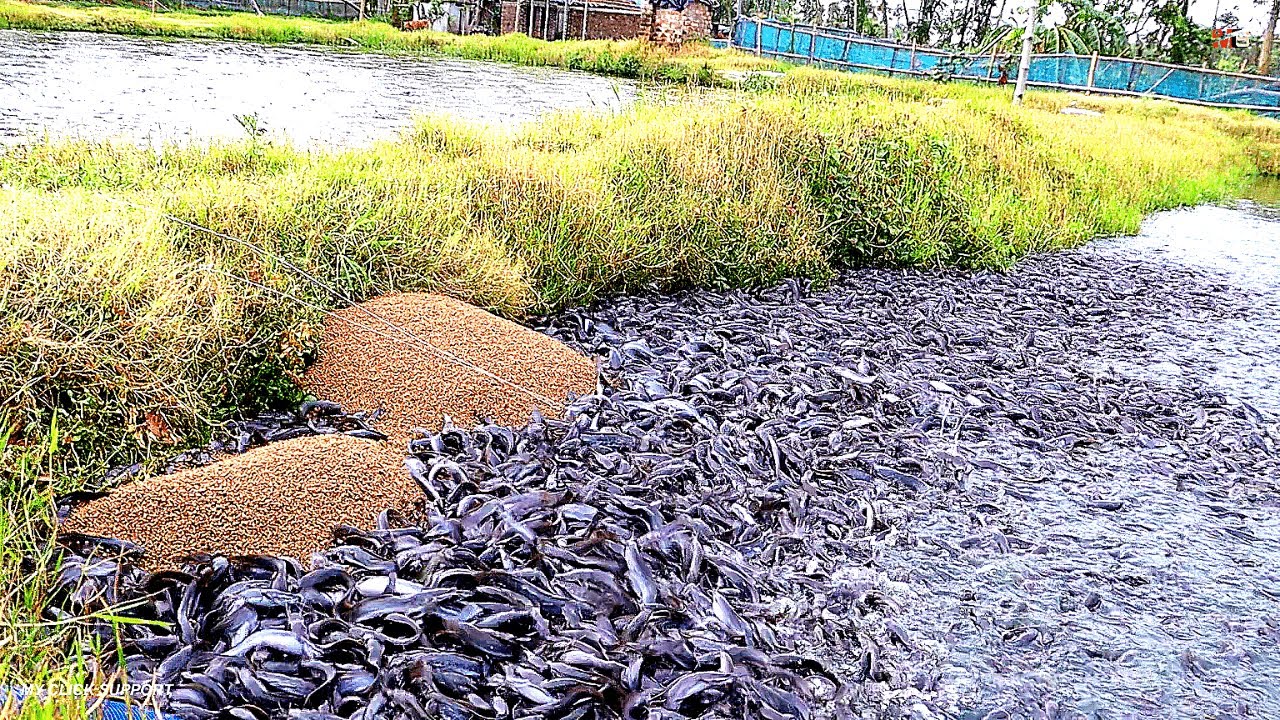 Nutrition and Feeding of requirements for Pond Raised Hybrid Catfish