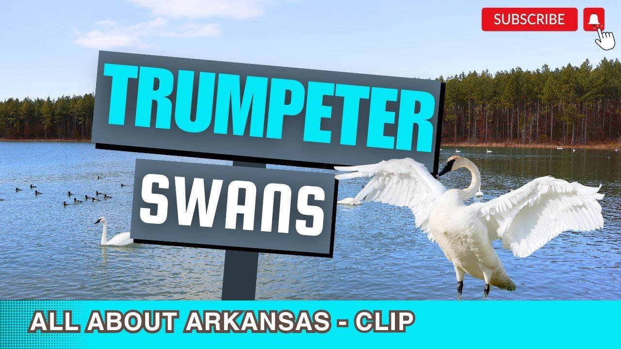 See the Trumpeter Swans in Heber Springs Arkansas! -CLIP!