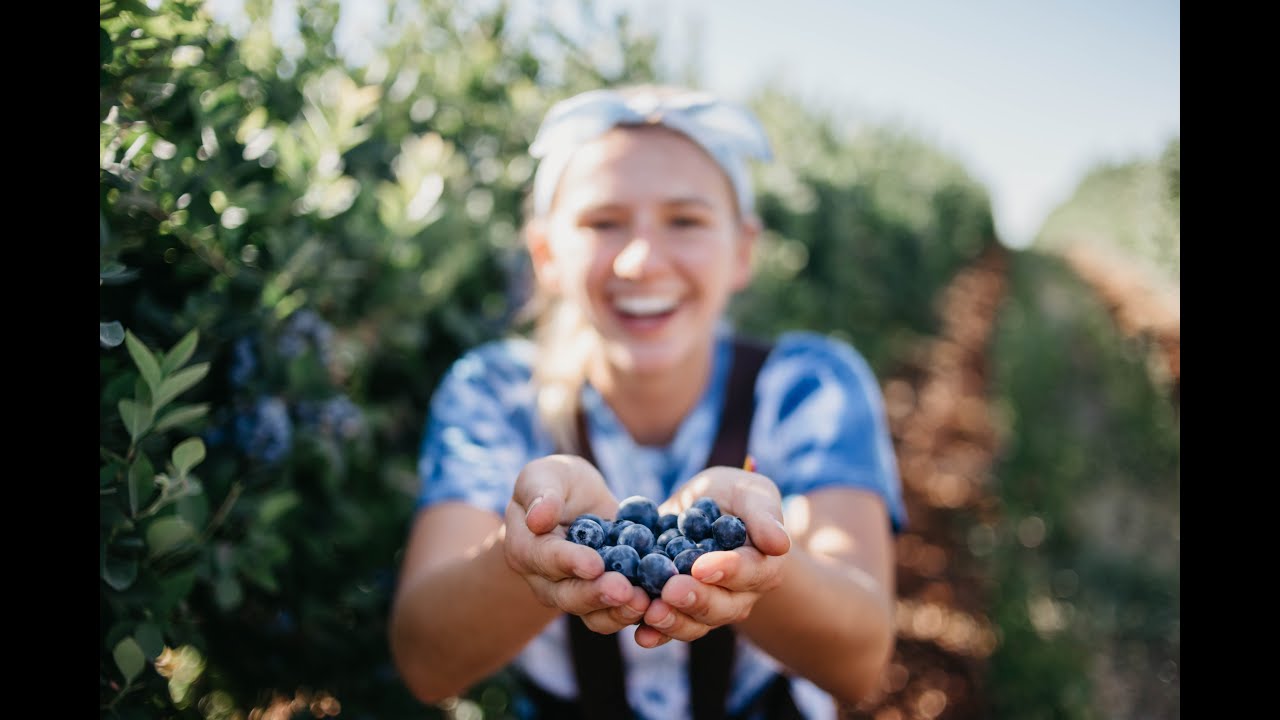 88 days Farm Work Australia - Should You Blueberry Pick?