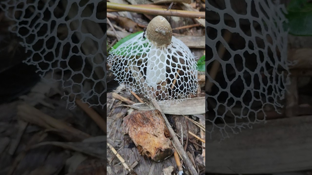 Stinkhorn | Net Mushroom #shorts #fungi #nature