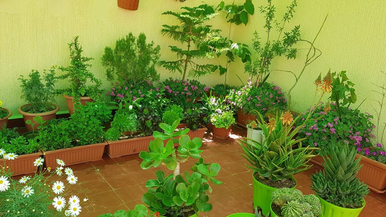 جولة في حديقتي البسيطة على السطح