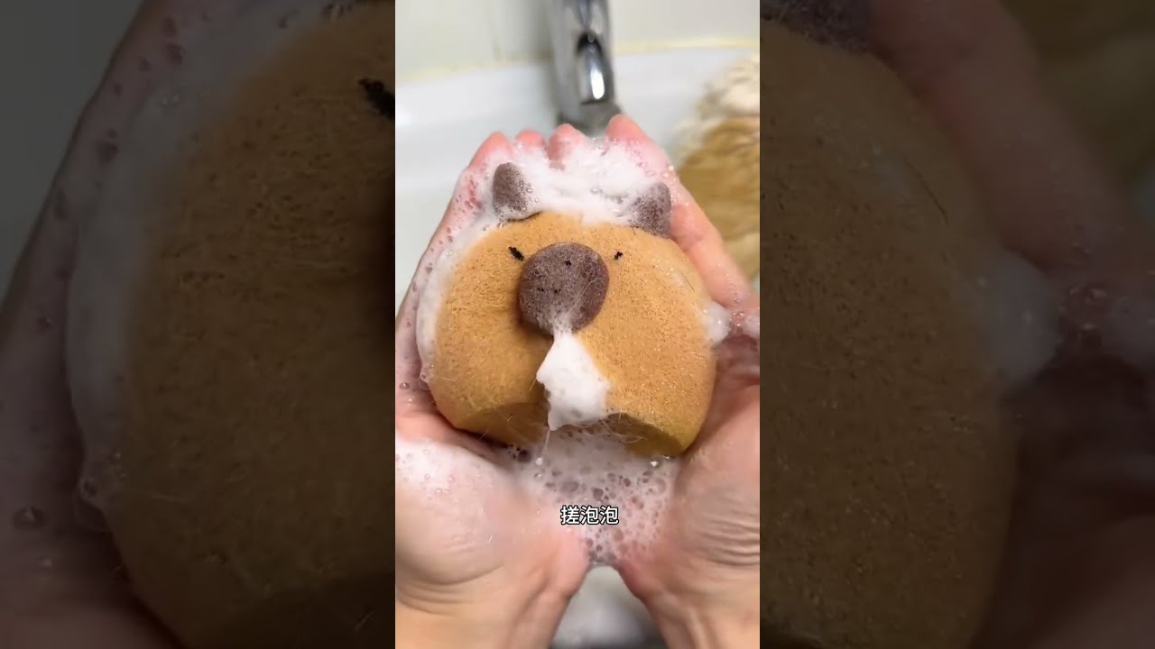 Lotto washing guinea pigs. Daily records of which cute pet we draw today. Cute pets become sperm