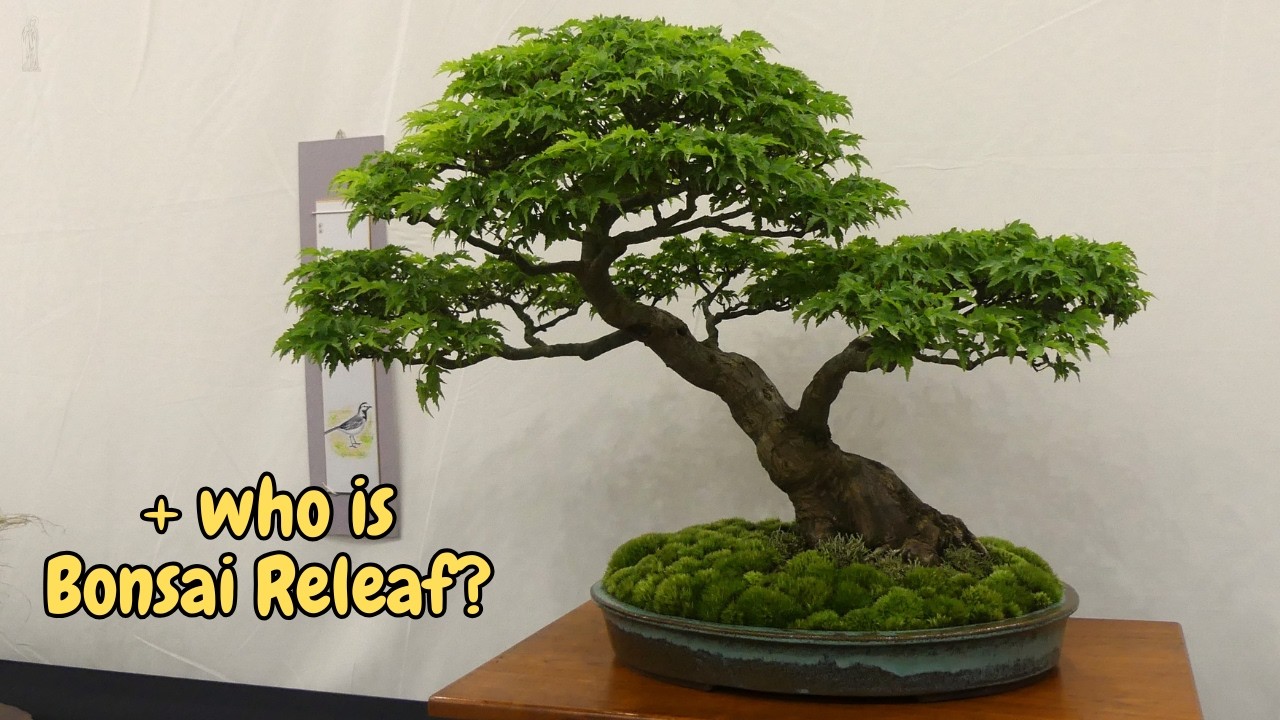 Inside the 7th Bonsai Expo Crawley 🌳 Incredible Trees & Exclusive Interviews!