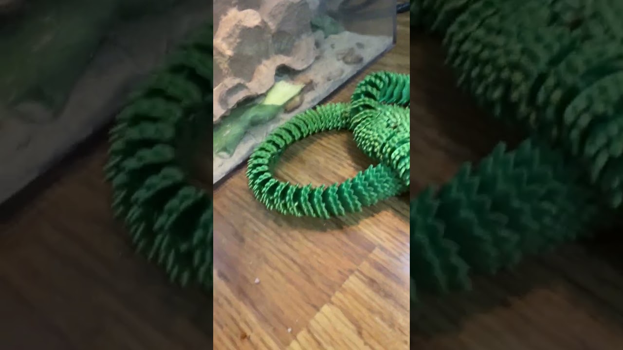 jumping spider unboxing