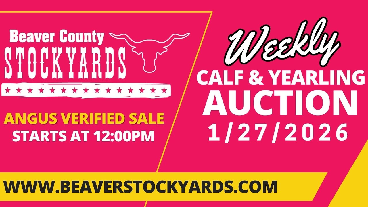 1/27/2026 - Calf & Yearling Auction- Beaver County Stockyards