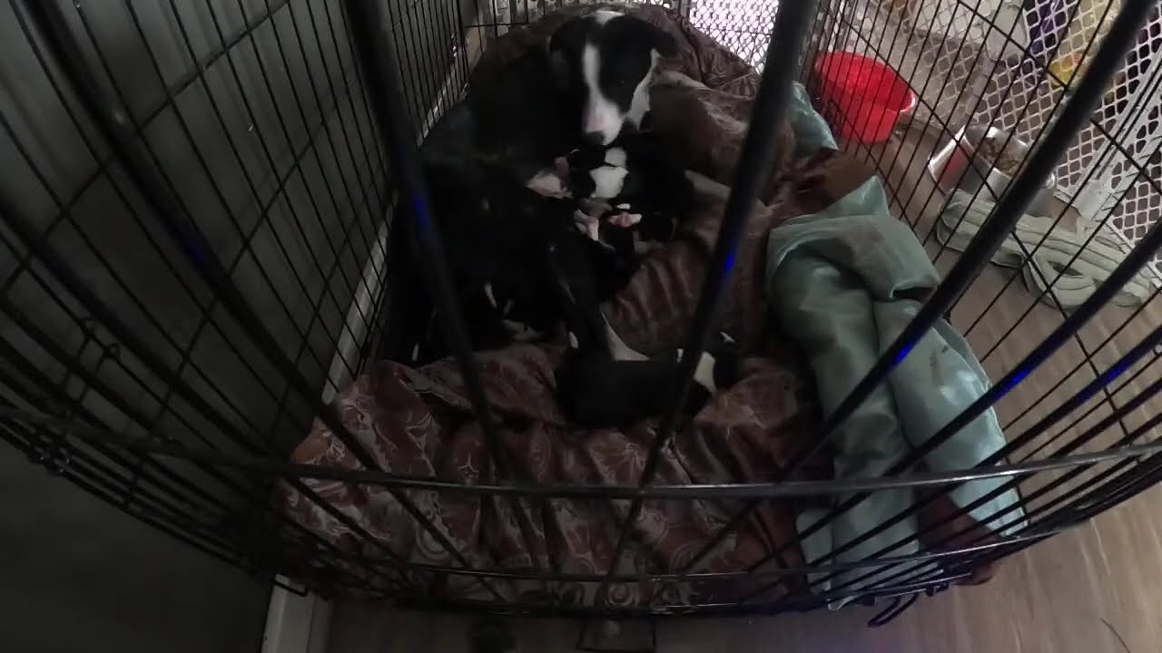 Mia and Her Newborn Puppies