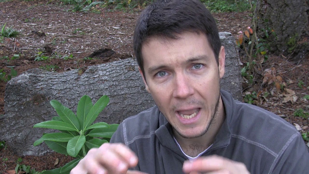 Overwintering Rooted Cuttings of Hydrangea (Part 1) | Protect the Roots from Frost
