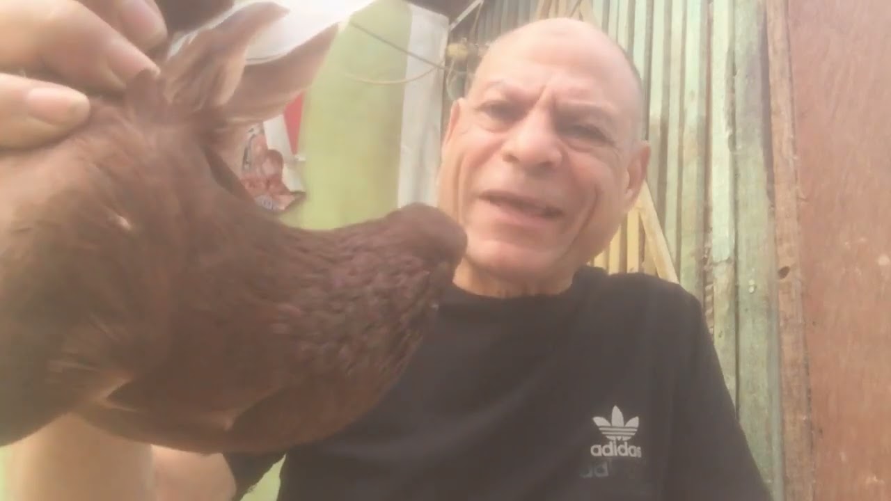 الحمام الغزار وجماله. وليه المرقع دخل علي الاحمر   ومعلومات وخبره سنين. وعلي الله حكايتي.