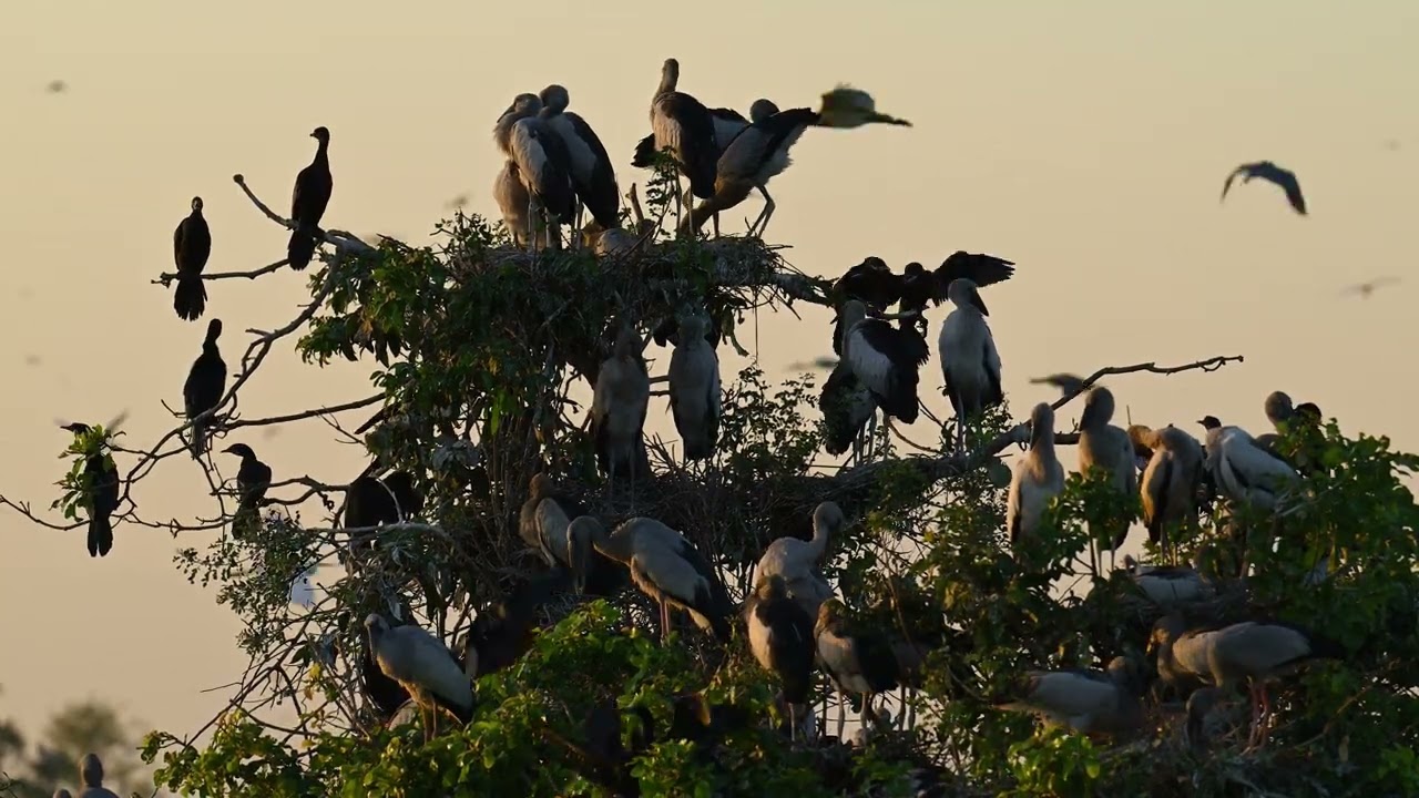 Exploring a Tranquil Bird Sanctuary Where Nature and Wildlife Thrive  0063