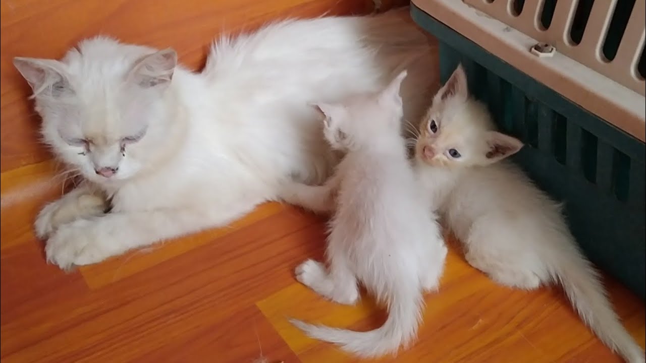 Cute Kittens Crying For Milk But Mother Cat Trying To Wean Them