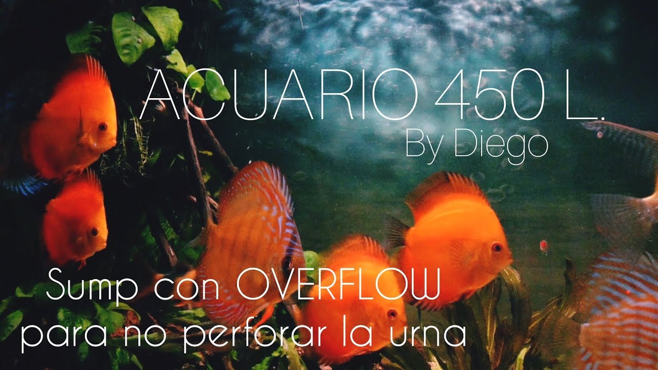 ACUARIO DISCOS 450L | Sump sin Perforar la Urna (OVERFLOW)