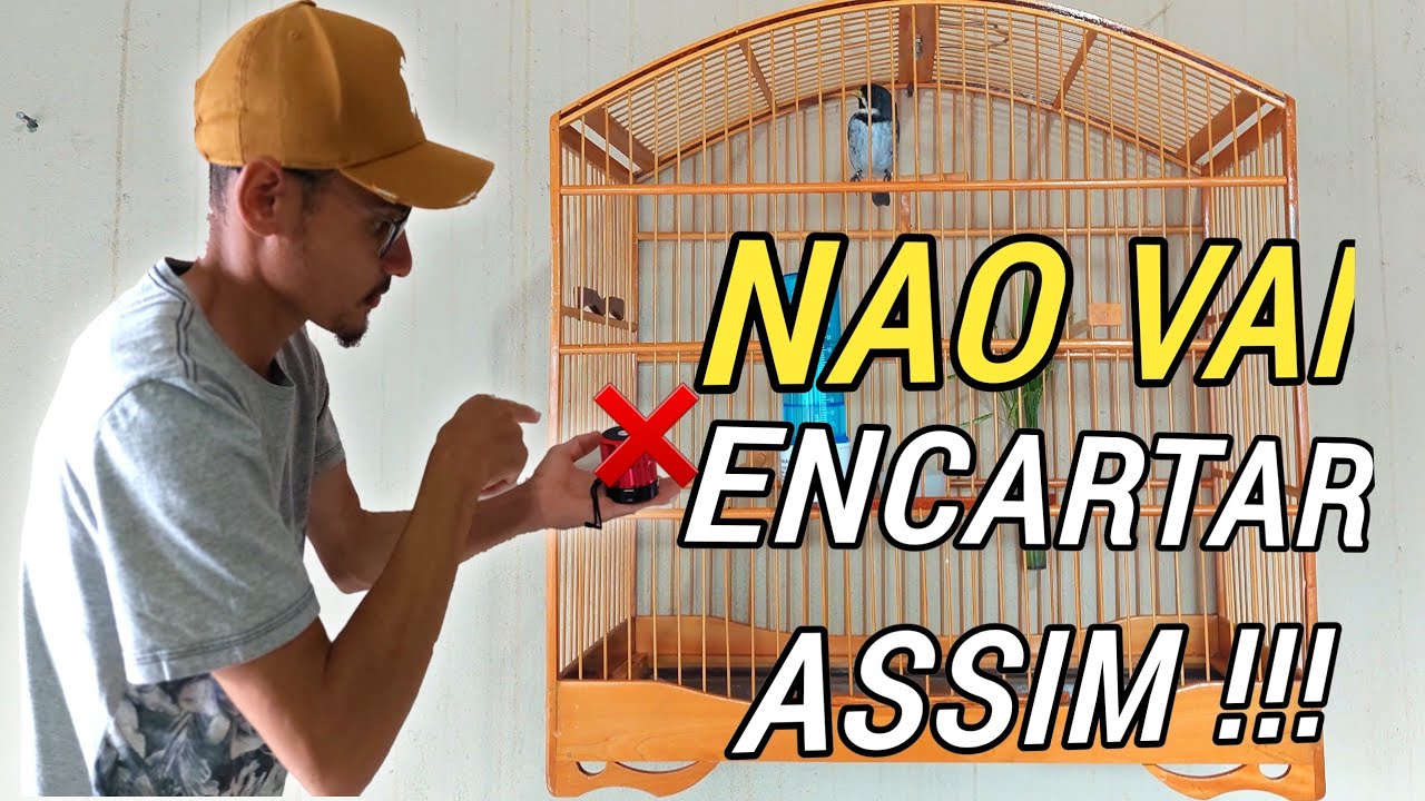 10 ERROS COMETIDOS NO ENCARTE | SEU  COLEIRO NAO VAI CANTAR TUI TUI DESSA FORMA