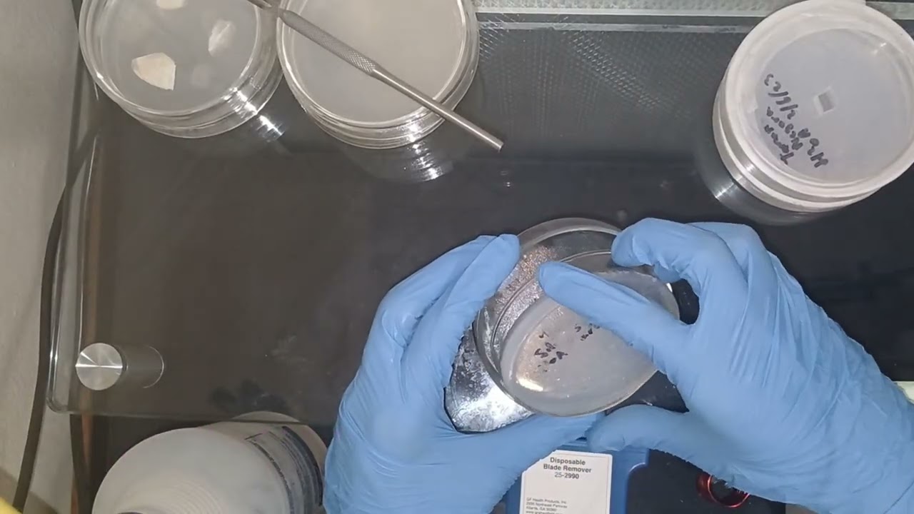 Mycology Lab Session | Preserving Unique Phenotypes | Agar Aseptic Technique