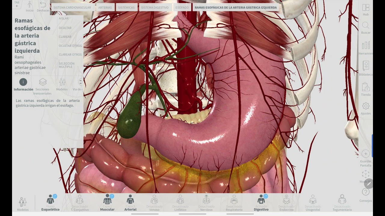 ANATOMÍA | IRRIGACIÓN ARTERIAL Y DRENAJE VENOSO DEL ESÓFAGO Y ESTÓMAGO - EXPLICACIÓN FÁCIL