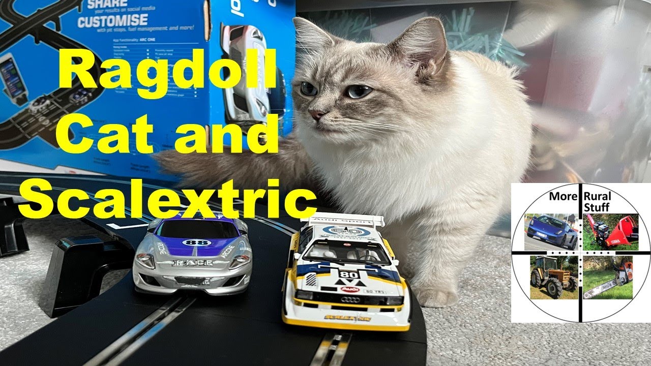 Ragdoll Cat and Scalextric