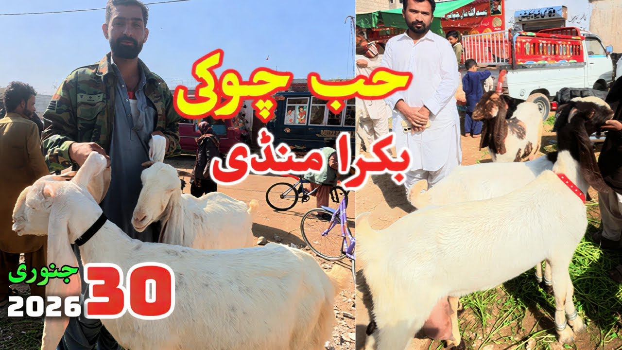Hub Chowki Bakra Mandi Latest Update | Friday Bakra Mandi Latest Update | Bakra Mandi Fresh Update