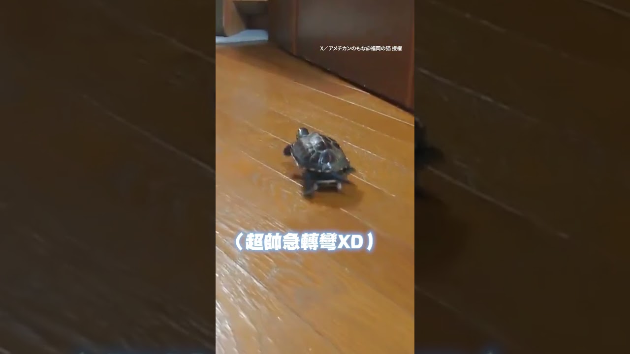 【超帥急轉彎】 #烏龜 居然會滑 #滑板 ！？ #Shorts @funny_videos