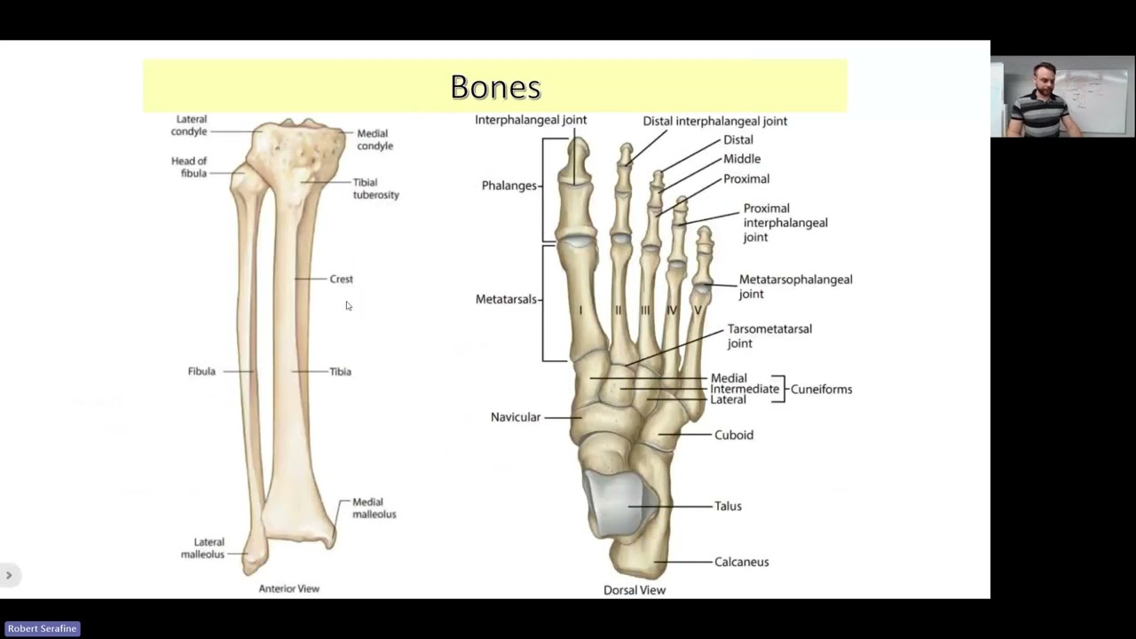 Leg and Foot Crash Course