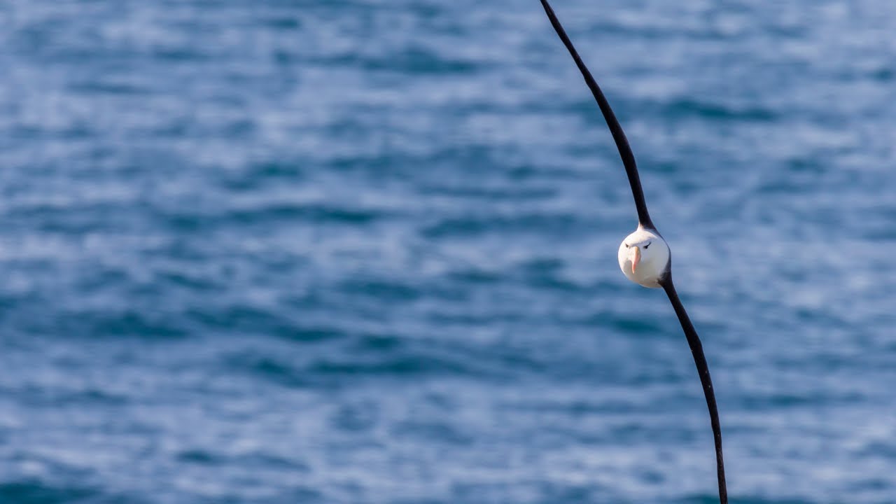 EL VIAJE DEL ALBATROS