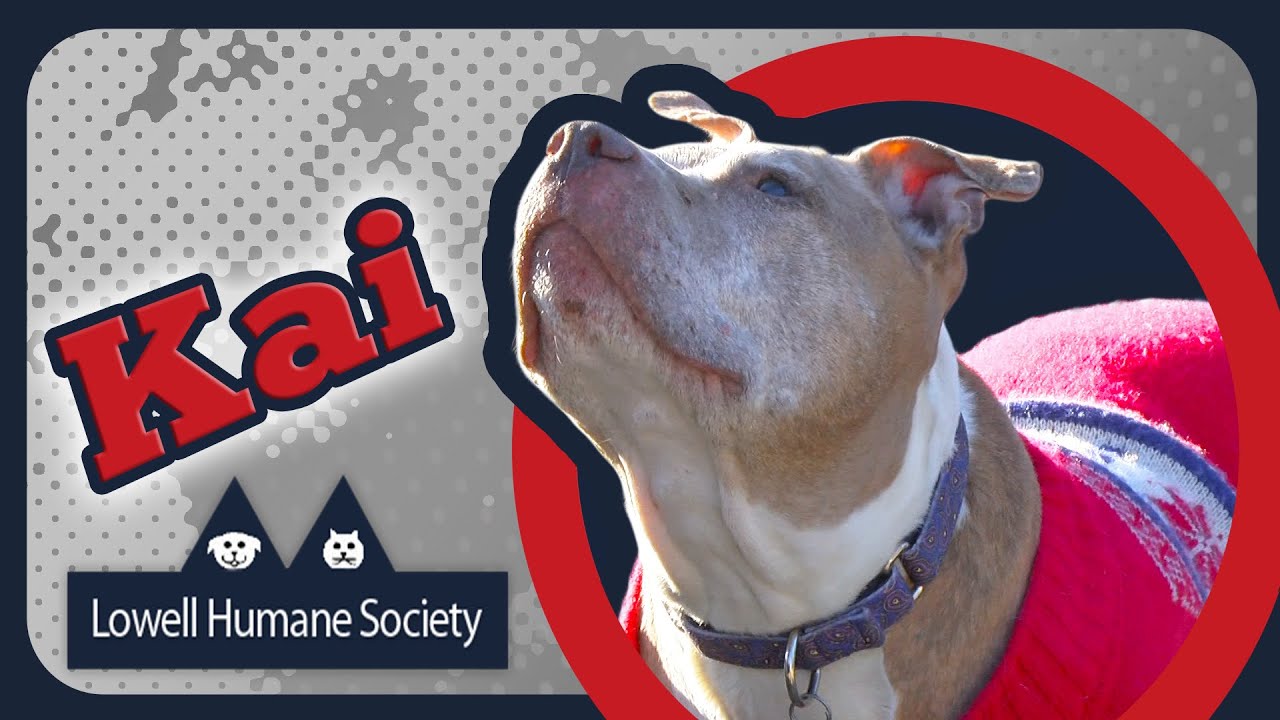 Adoptable Pet of the Week - Kai