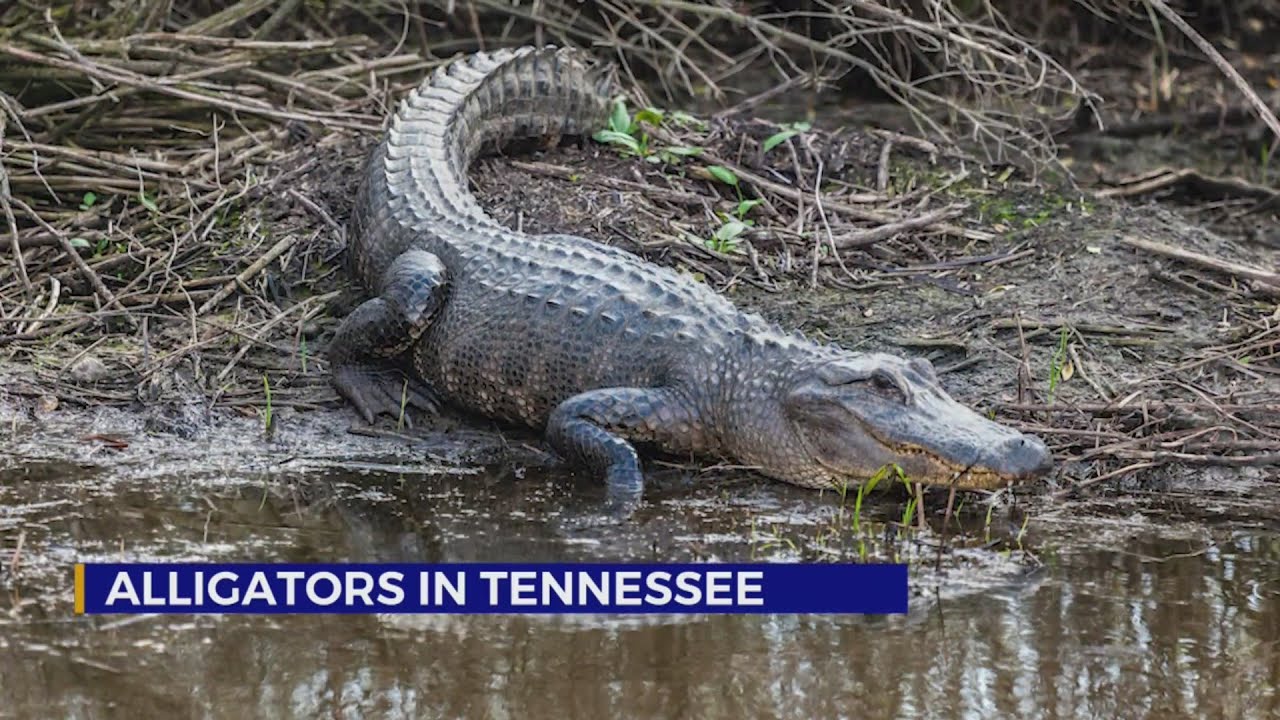 Alligators in Tennessee