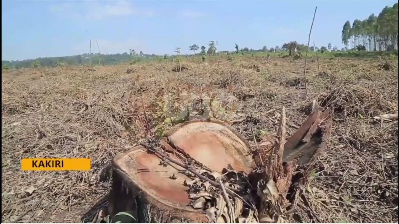 Industrializing Uganda: Namanve Forest Reserve Cleared for New Industrial Park